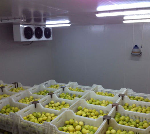 Cold Storage For Fruit&Vegetables